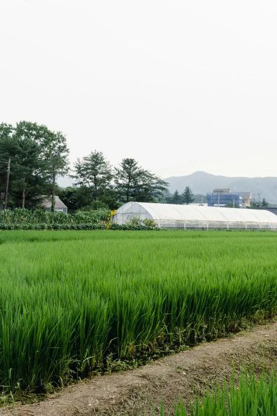 Biogazownie rolnicze przyszłości