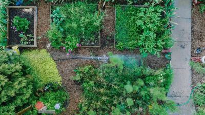 Uprawa warzyw z dziećmi Zbuduj własny przydomowy sad, ucz się natury.