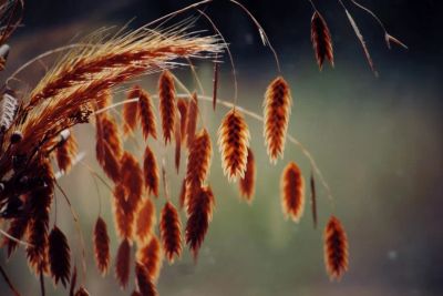 Choroby grzybowe zbóż 2026