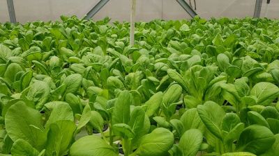 Ekologiczne kurniki z płyt PIR - widok poglądowy