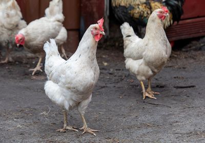 Szczepienia profilaktyczne drobiu: Tarcza ochronna Twojego kurnika