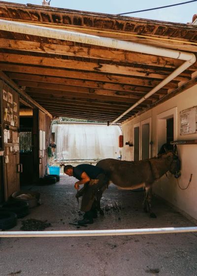 Hale inwentarskie z płyt PIR