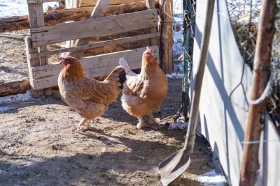 Drób w gospodarstwie