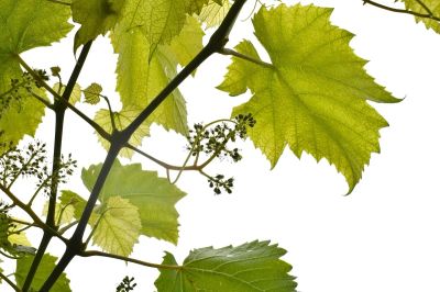 Mikroorganizmy w glebie - widok poglądowy