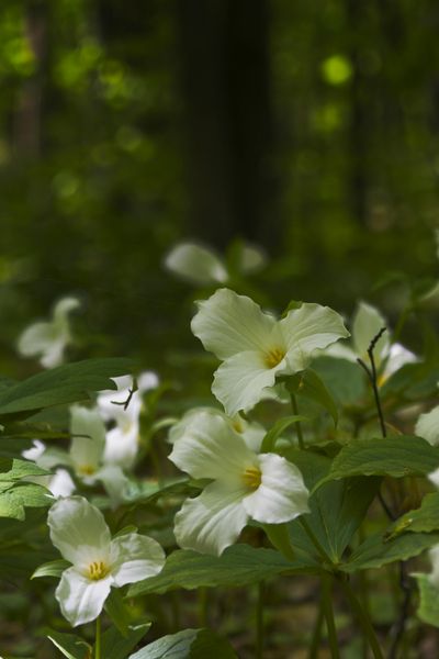 Wyrównane wschody jęczmienia jarego to efekt dobrej genetyki.