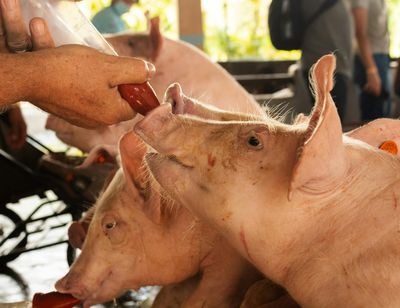 Młode świnie przy karmidle