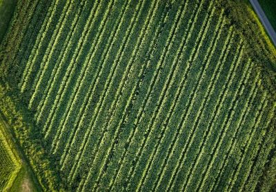 Płyty warstwowe w przechowalniach w praktyce