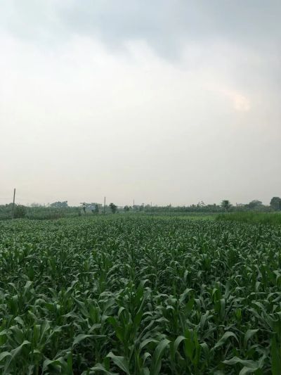 Pobieranie fosforu a pH w praktyce