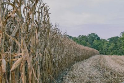 Pole kukurydzy