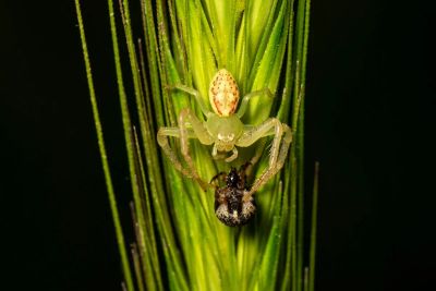 Zwalczanie szkodników w pszenicy w praktyce